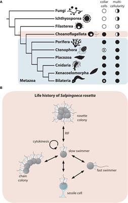 Spatial Cell Disparity in the Colonial Choanoflagellate Salpingoeca rosetta